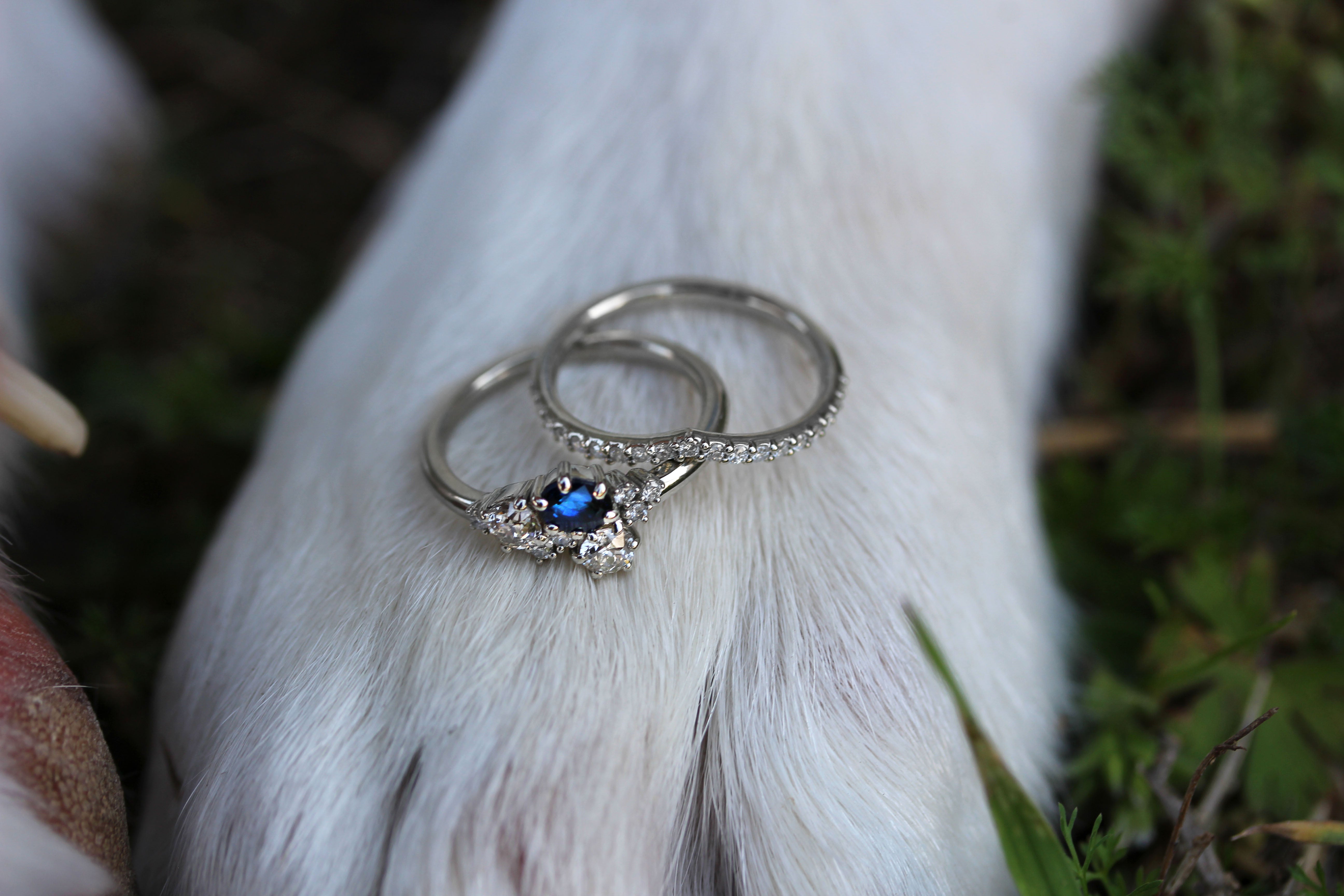 wedding set on dog paw